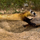 Image for article titled Black-Footed Ferrets Recover from Near-Extinction -- Thanks to Artificial Insemination